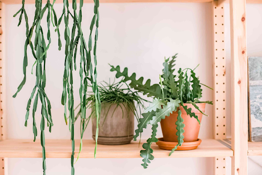 Rhipsalis